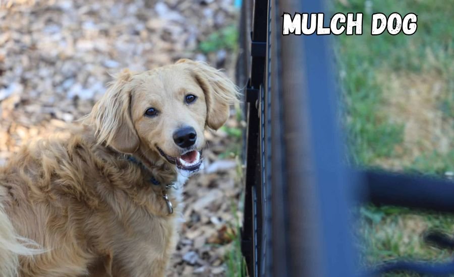 mulch dog